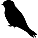 Riparia riparia