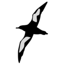 Puffinus griseus