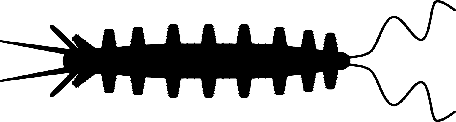 Antennacanthopodia gracilis