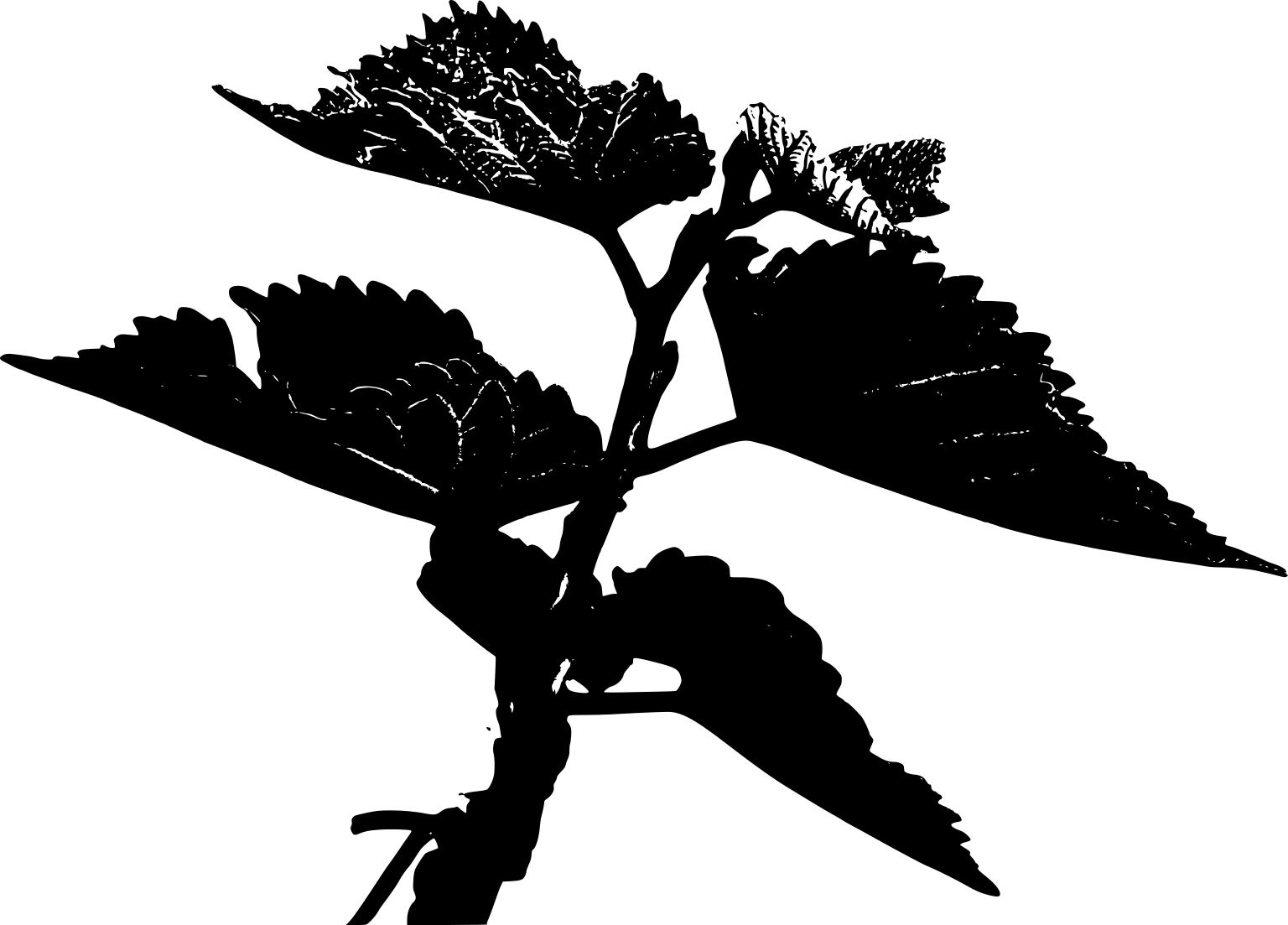 Morus nigra