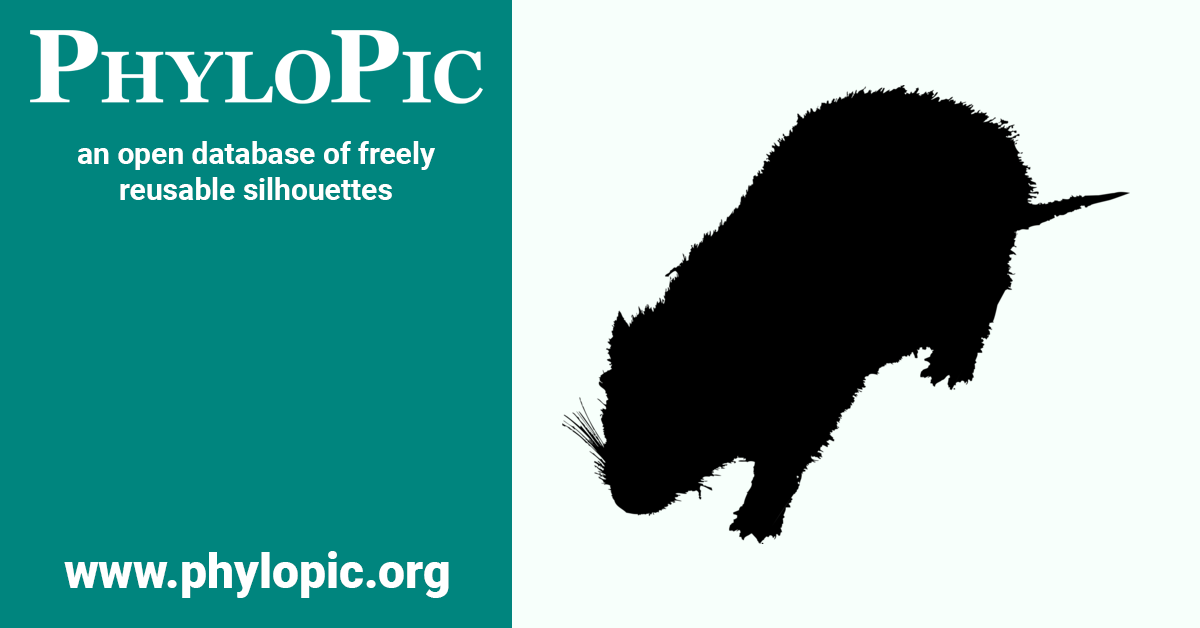 Geocapromys ingrahami by L.M. Davalos (CC BYNC 3.0) PhyloPic