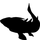 Xiushanosteus mirabilis