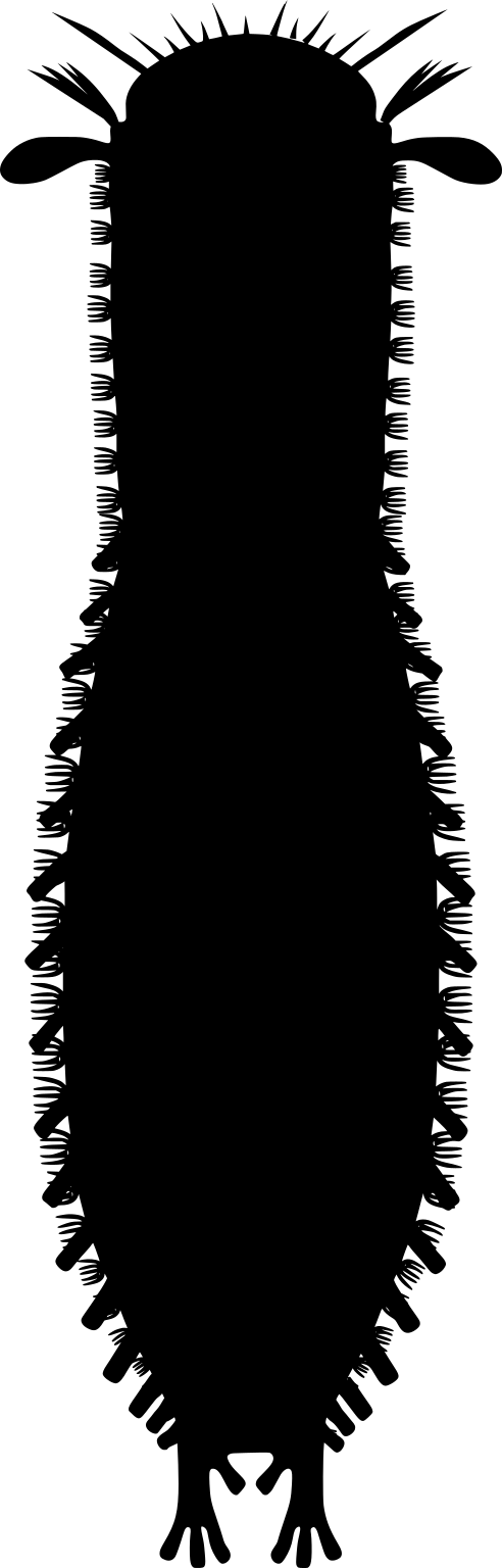 Tetranchyroderma swedmarki