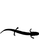 Eurycea naufragia