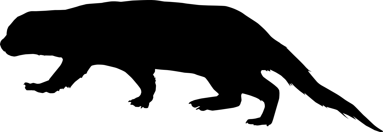 Galictis cuja