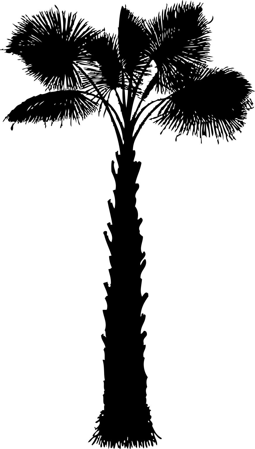 Sabal palmetto
