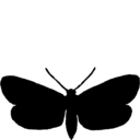Jordanita globulariae