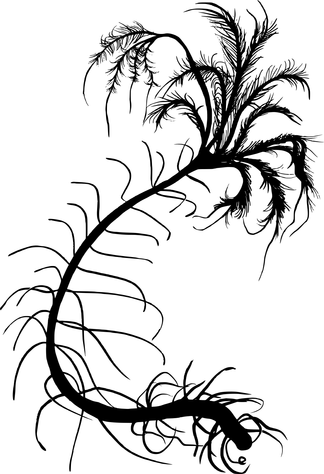 Metacrinus rotundus