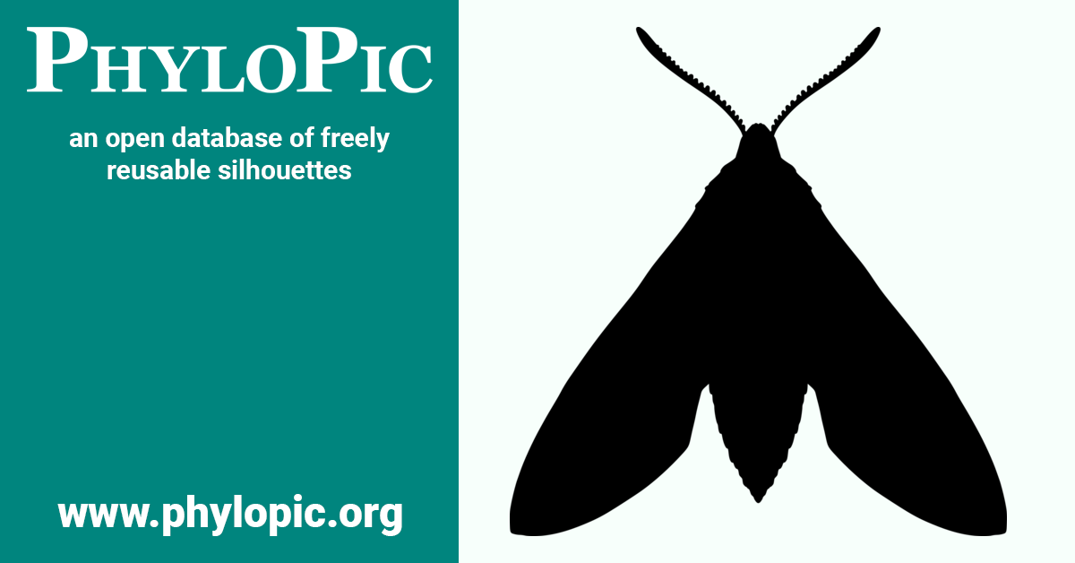 Sphinx pinastri by Andy Wilson (CC0 1.0) PhyloPic