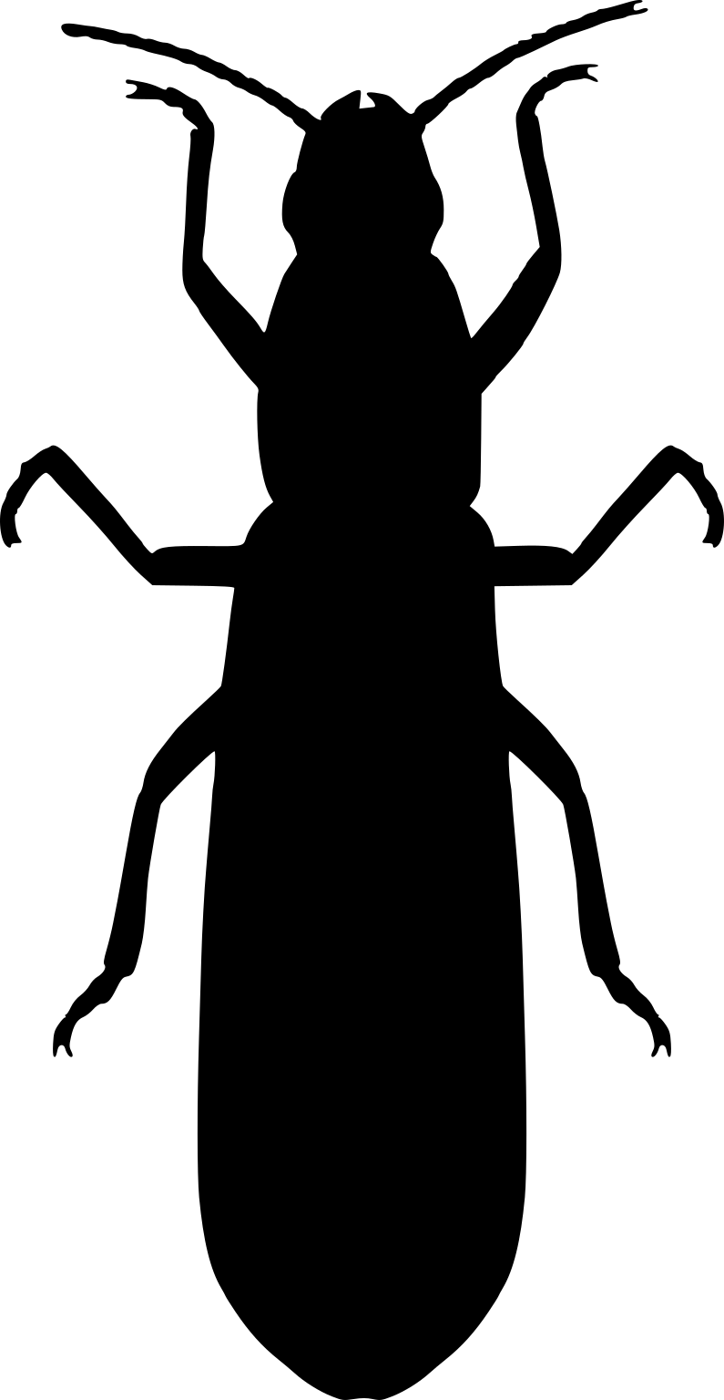 Hadentomum americanum