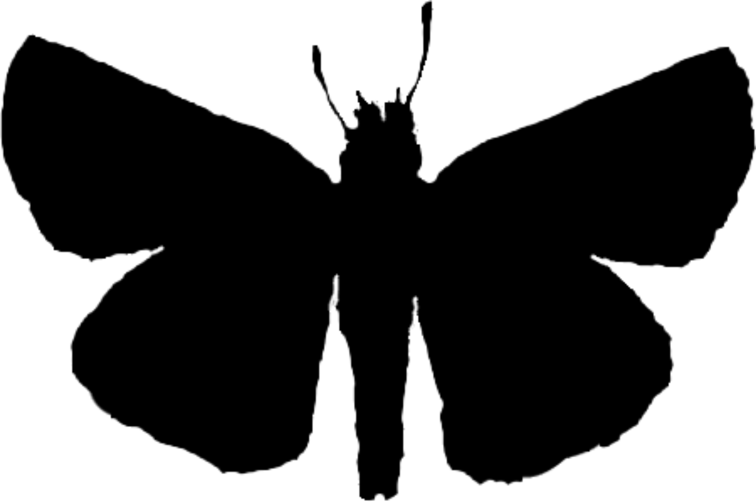 Thymelicus acteon