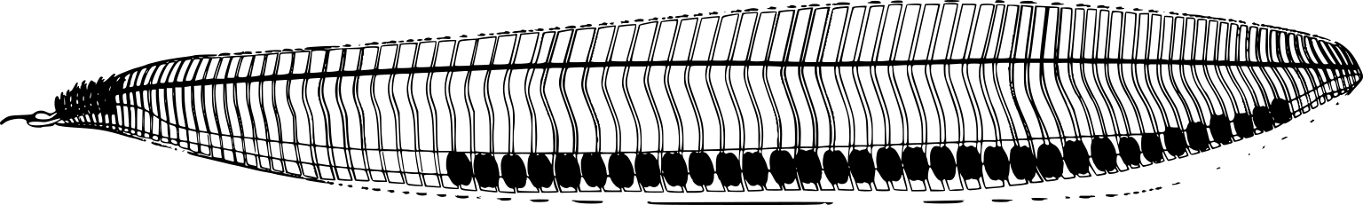 Pikaia gracilens