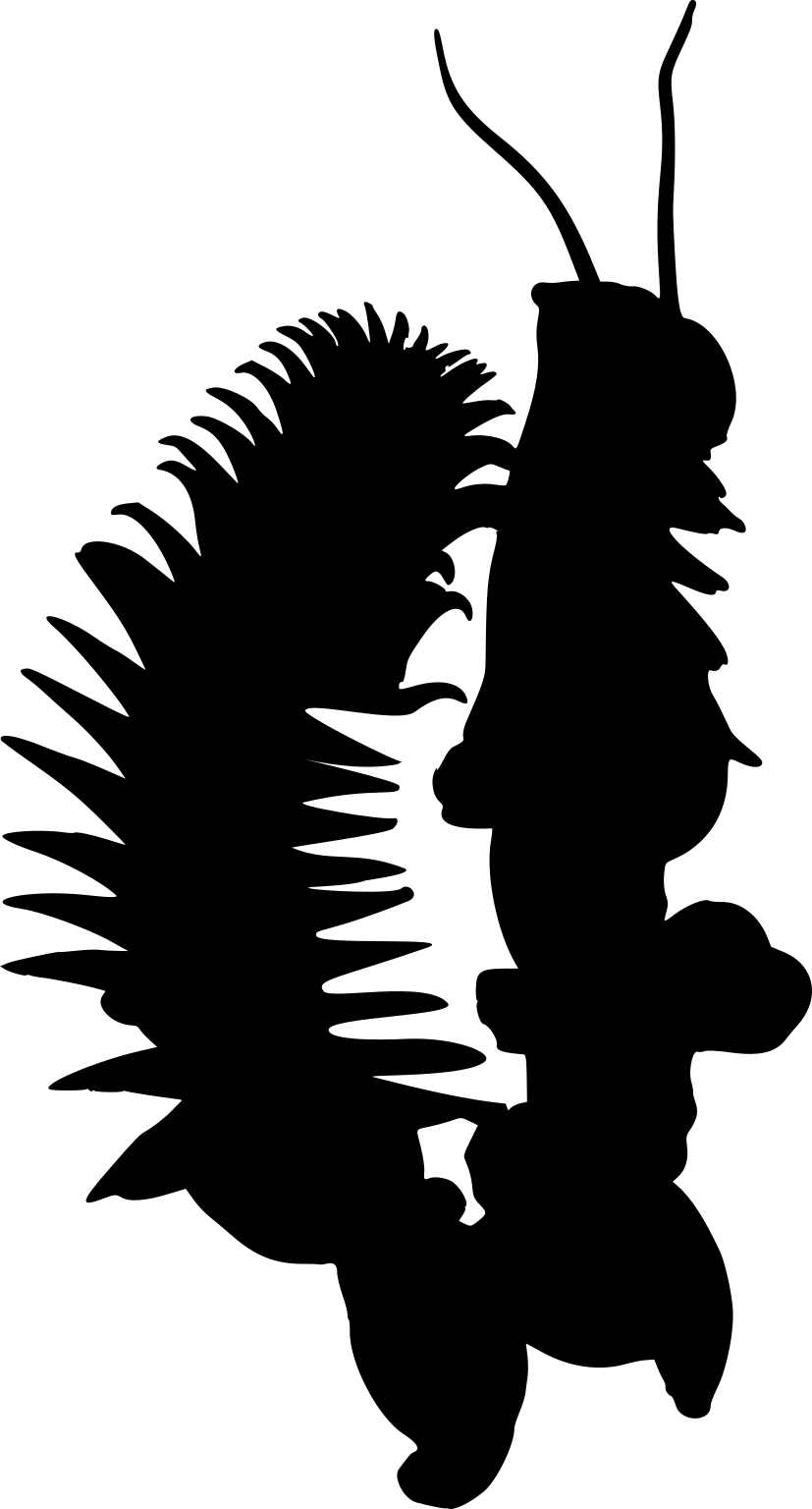 Chaetopterus variopedatus