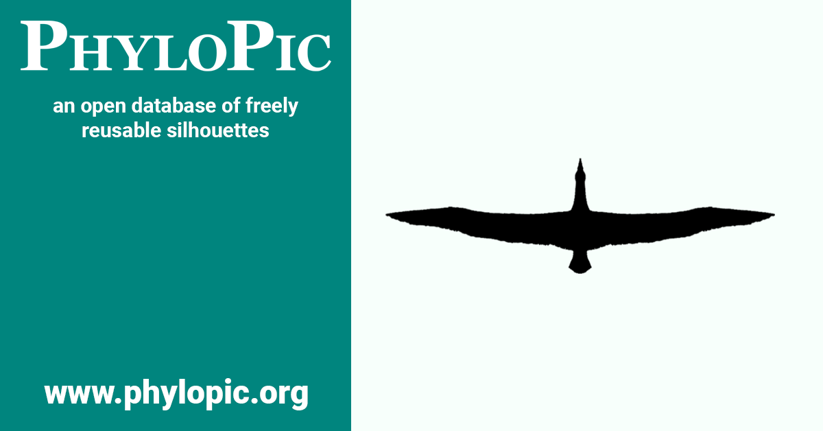 diomedeidae-phylopic