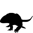 Stereophallodon ciscoensis