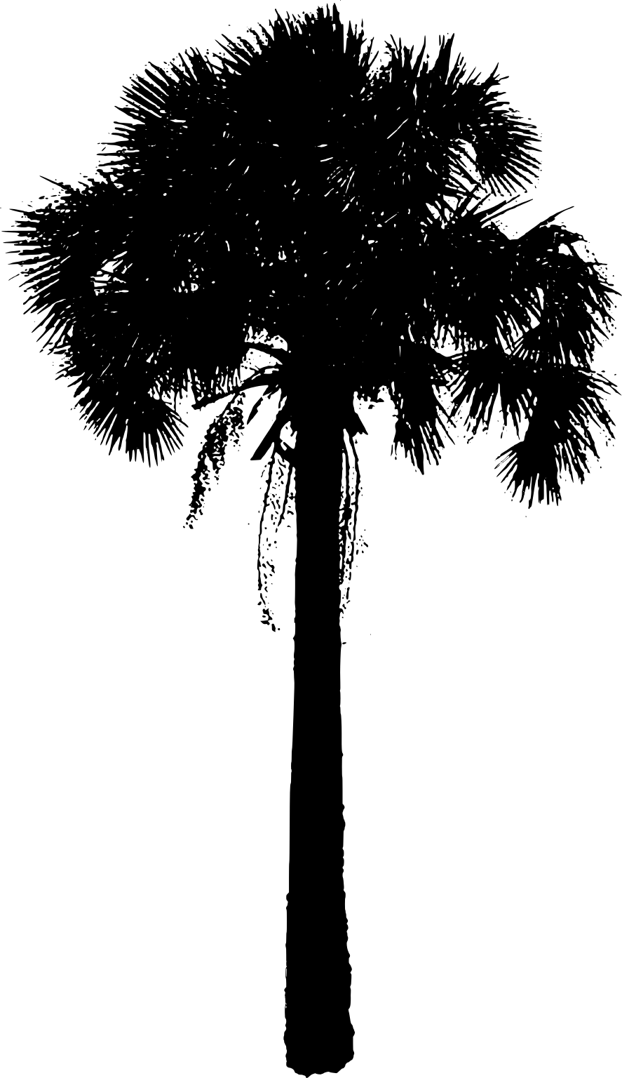 Sabal causiarum