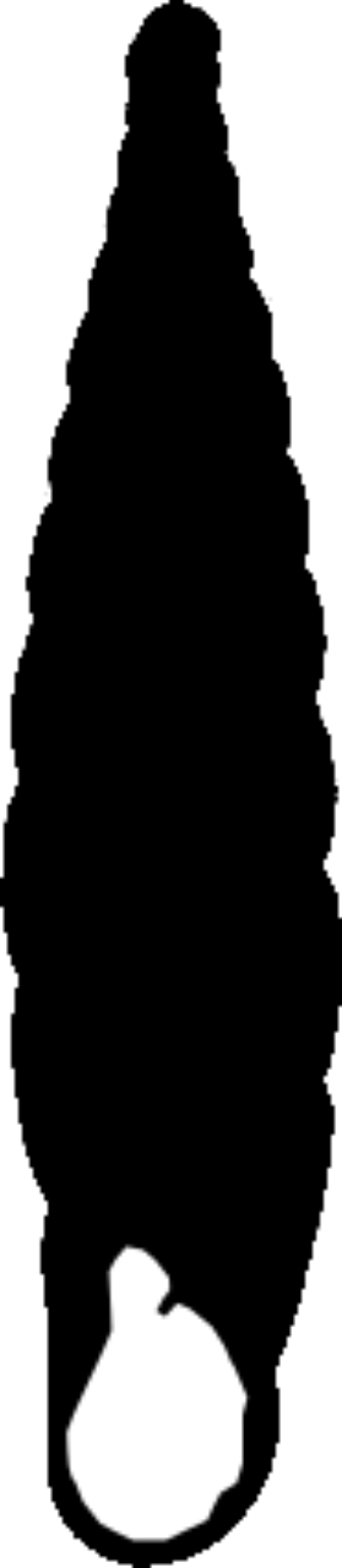 Strigillaria cana