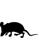 Geogale aurita