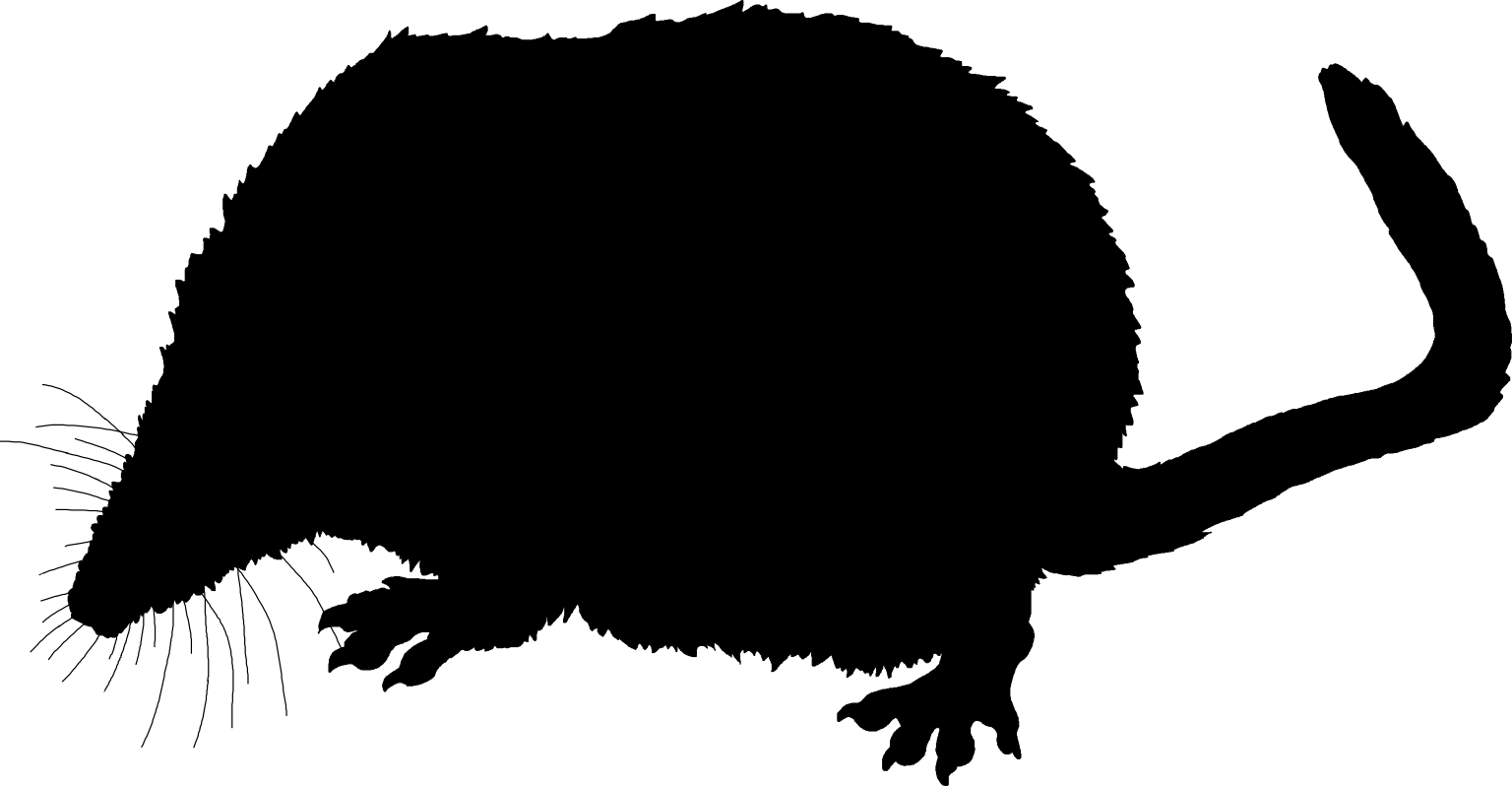 Sorex araneus