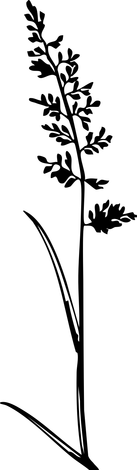 Eragrostis viscosa