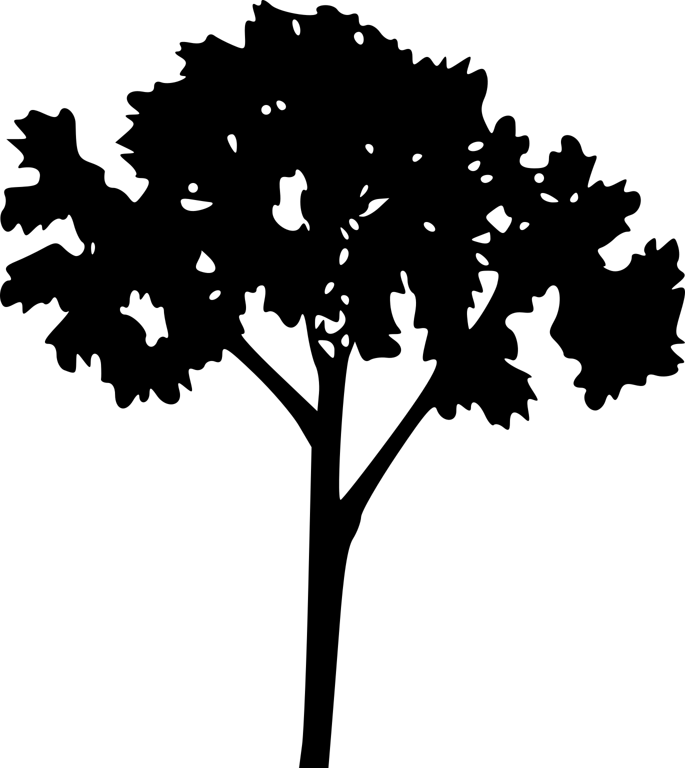 Carica papaya