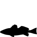 Cynoscion nebulosus