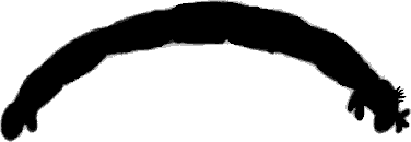 Chironomidae