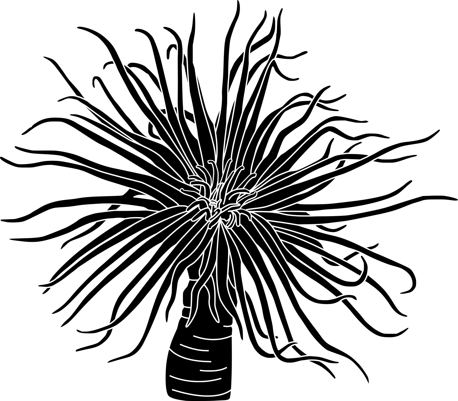 Cerianthus membranaceus