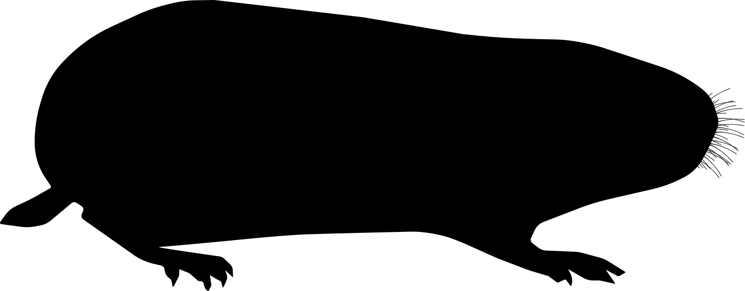 Dicrostonyx torquatus