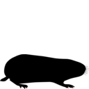 Dicrostonyx torquatus