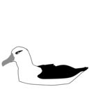 Thalassarche melanophris