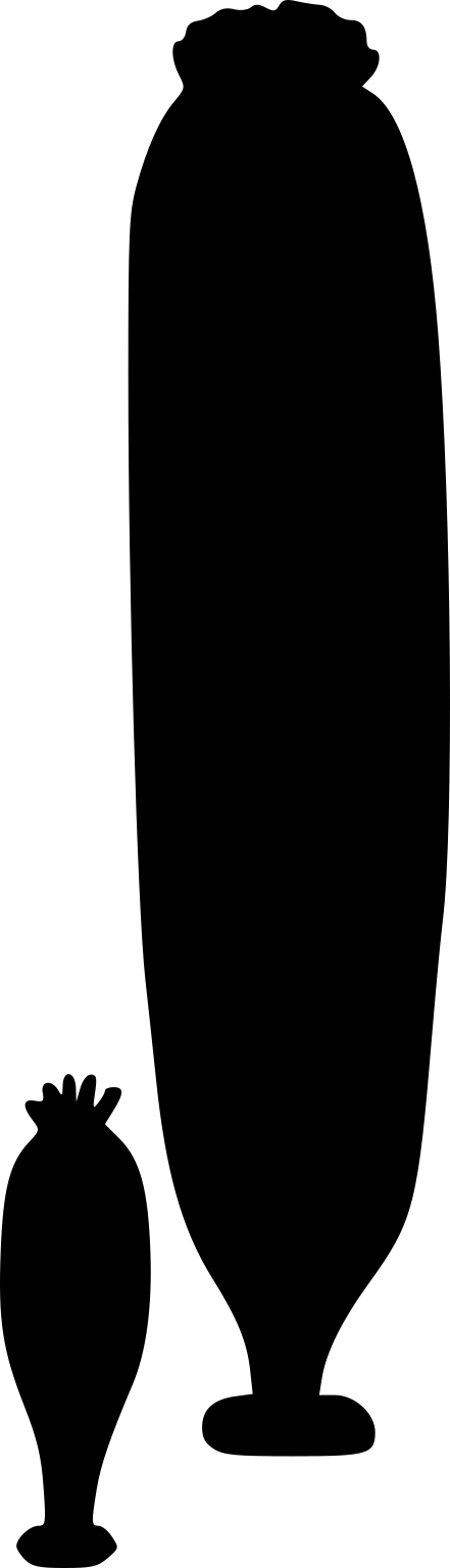 Vaveliksia velikanovi