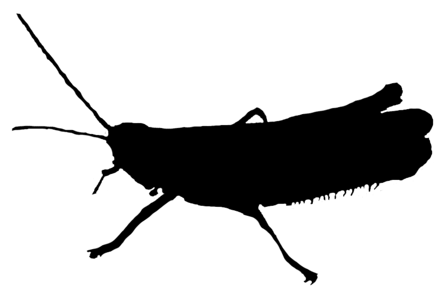 Chorthippus mollis