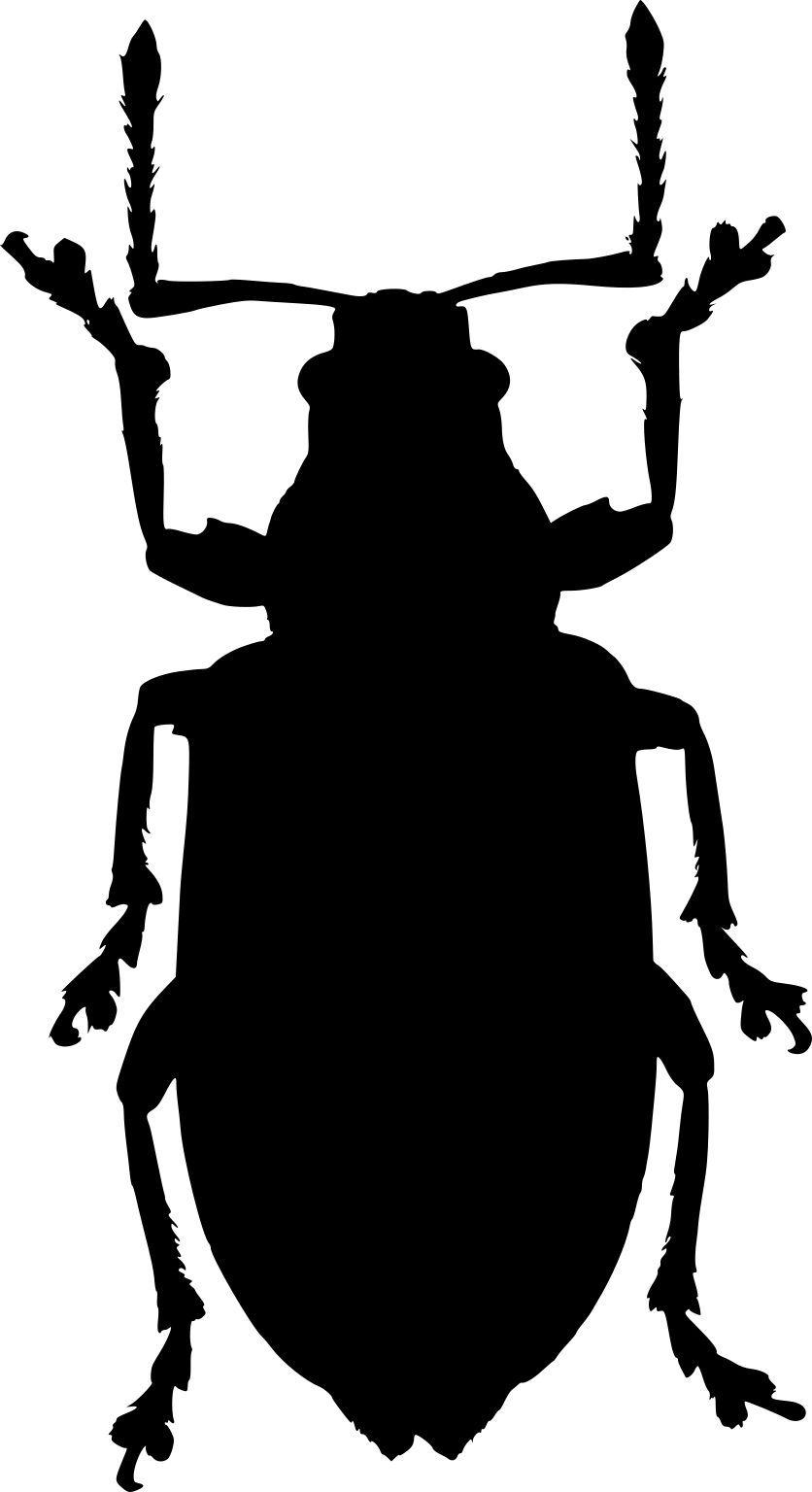 Phyllobius pyri