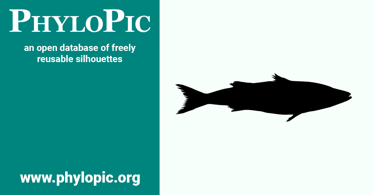 Lates stappersii by Jessica Rick (CC BYNC 3.0) PhyloPic