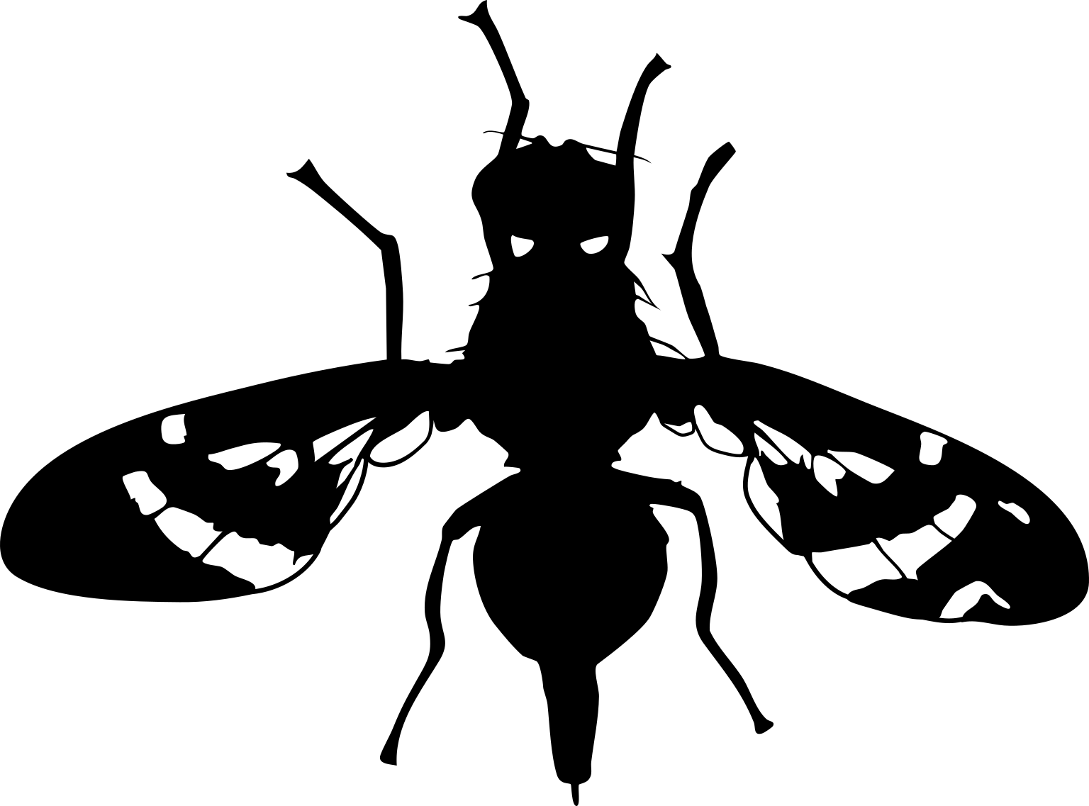 Anastrepha obliqua