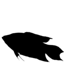 Macropodus opercularis