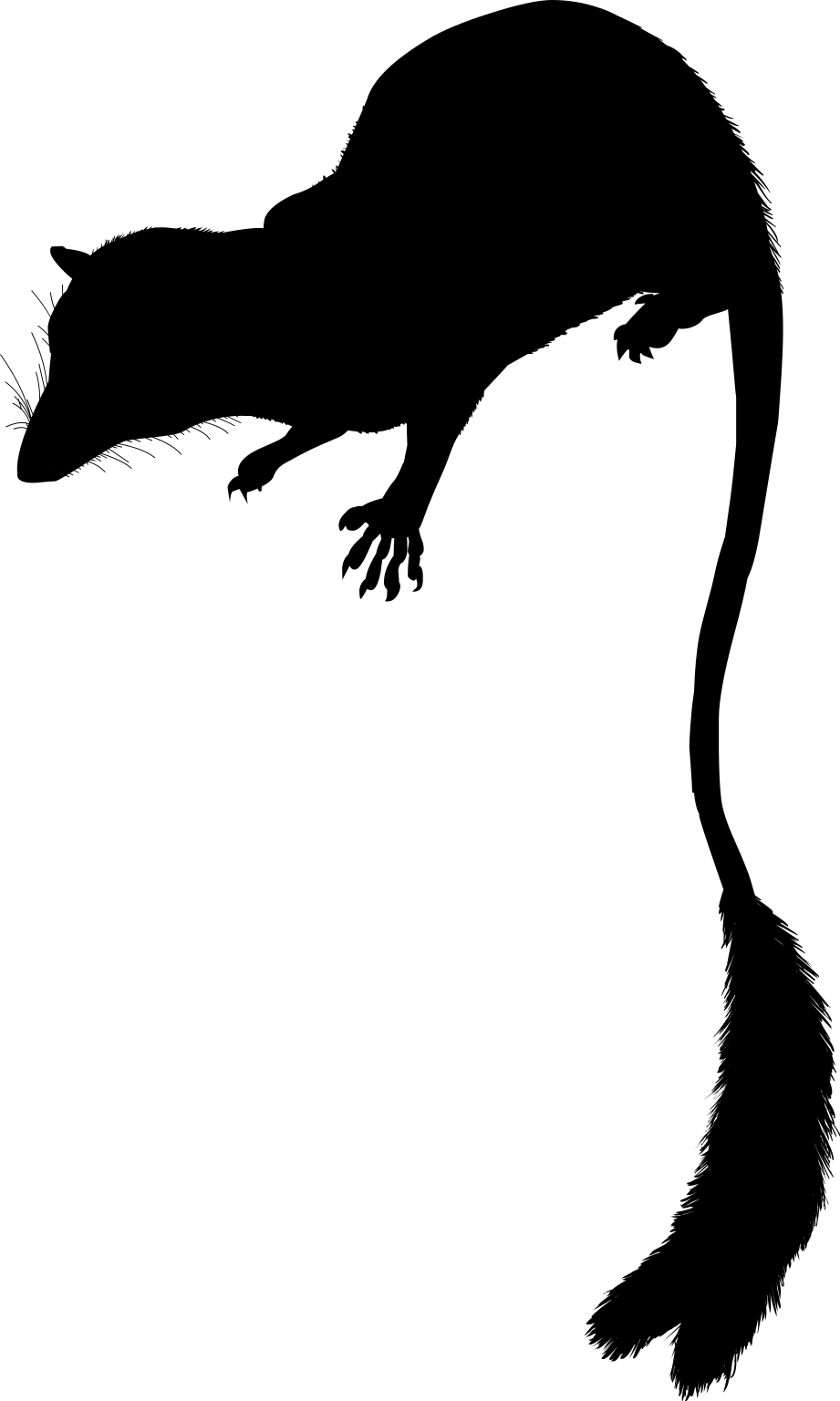 Ptilocercus lowii