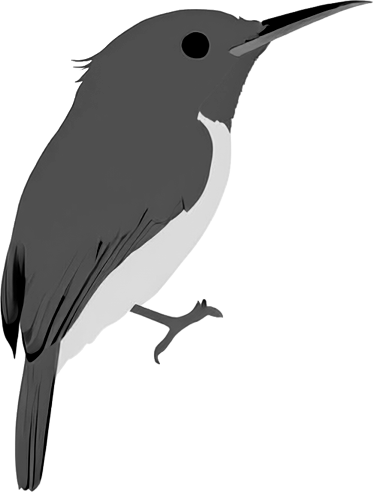 Todus mexicanus