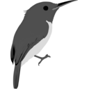 Todus mexicanus