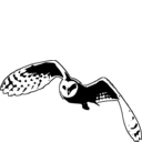 Tyto alba furcata