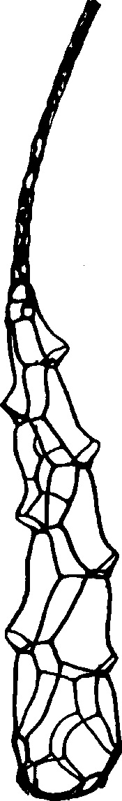 Holoretiolites mancki