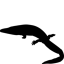 Chenoprosopus milleri