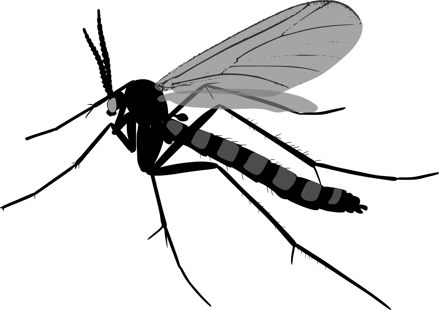 Symmerus annulatus