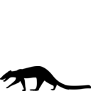 Stenoplesictis crocheti
