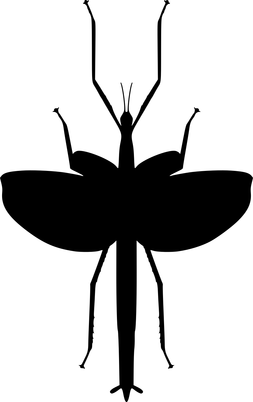 Eurycnema versirubra