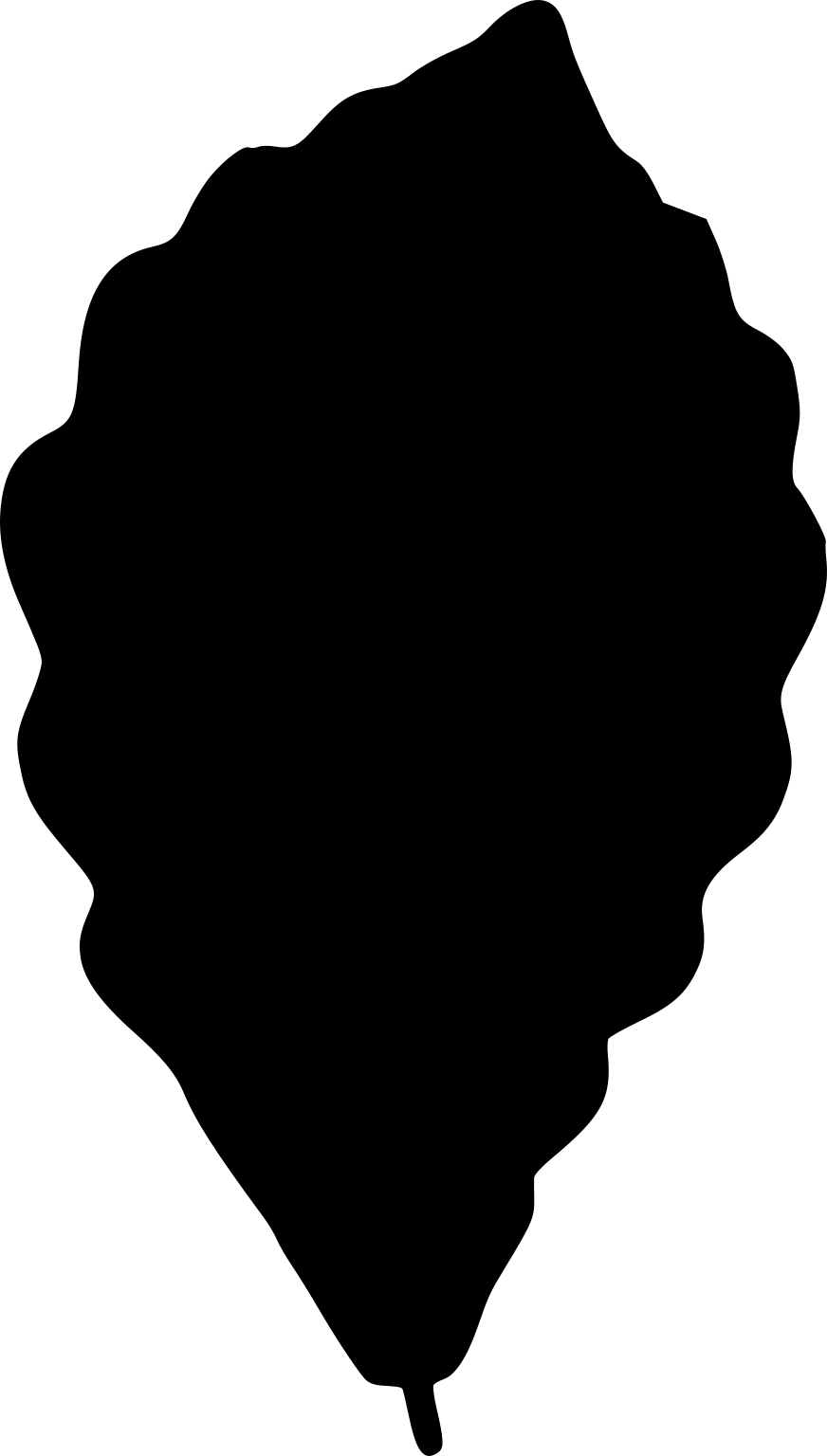 Quercus serrata