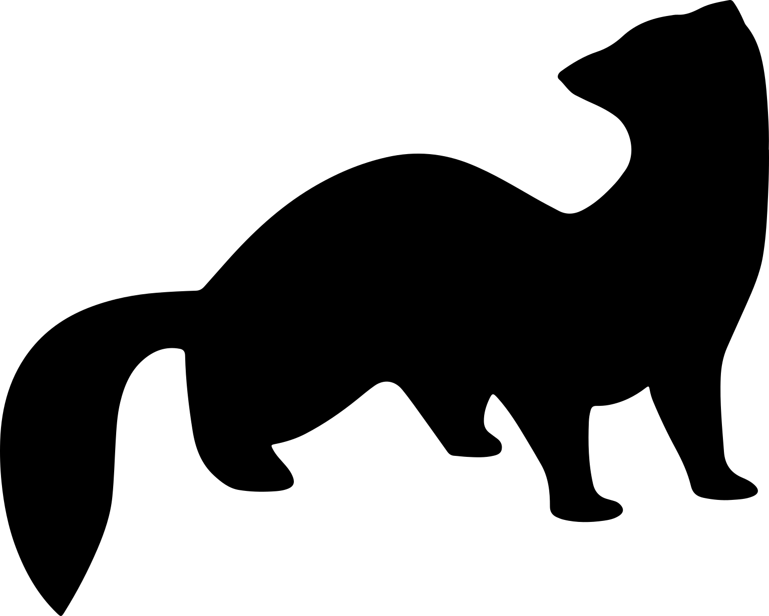 Mustela putorius
