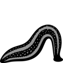 Hirudo verbana