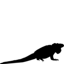 Cyclura collei